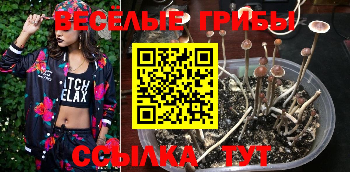 купить закладку  Бугульма  Галлюциногенные грибы Magic Shrooms  Псилоцибиновые грибы Psilocybe 